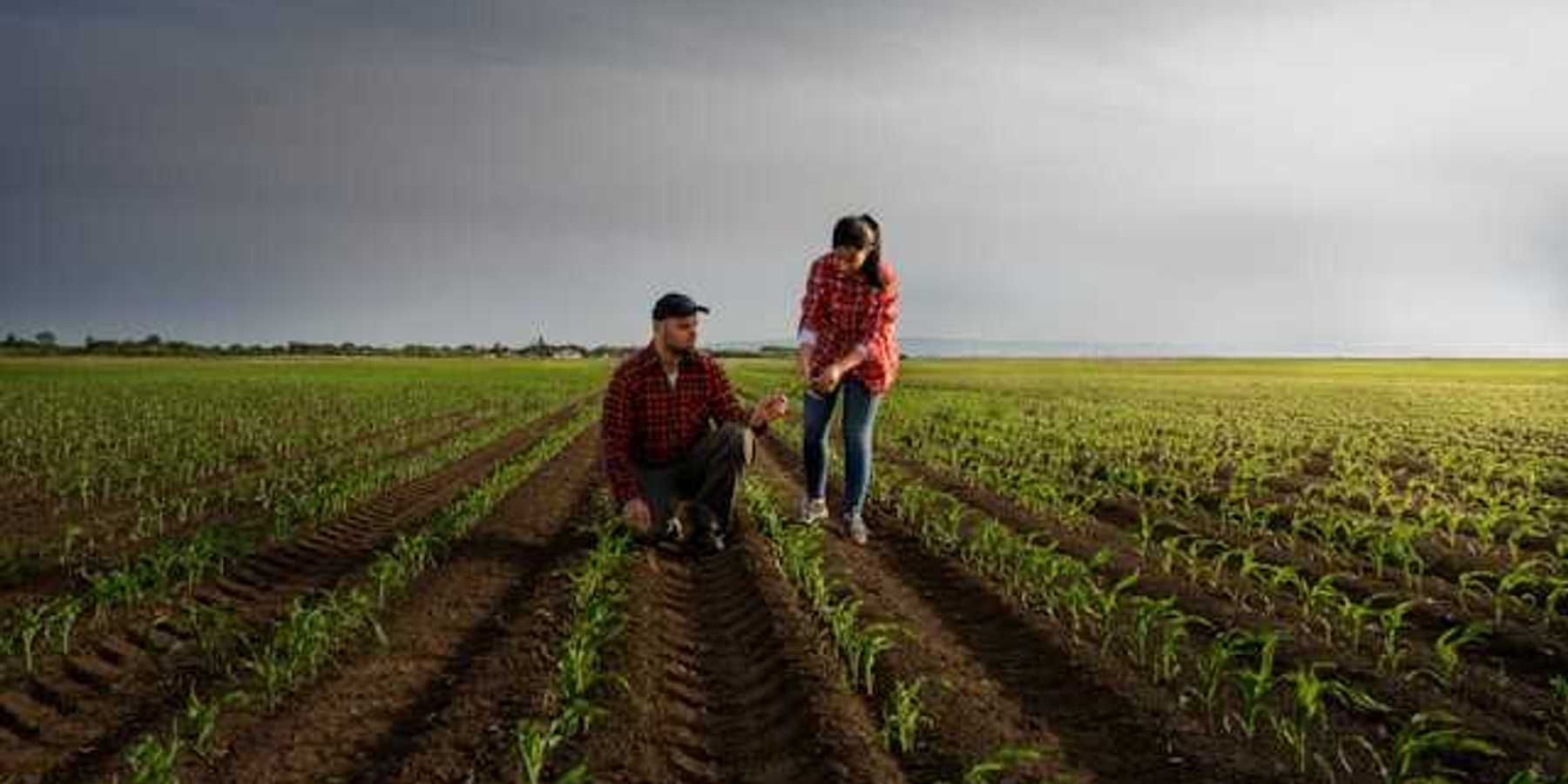 Two farmers standing in rows of young crops