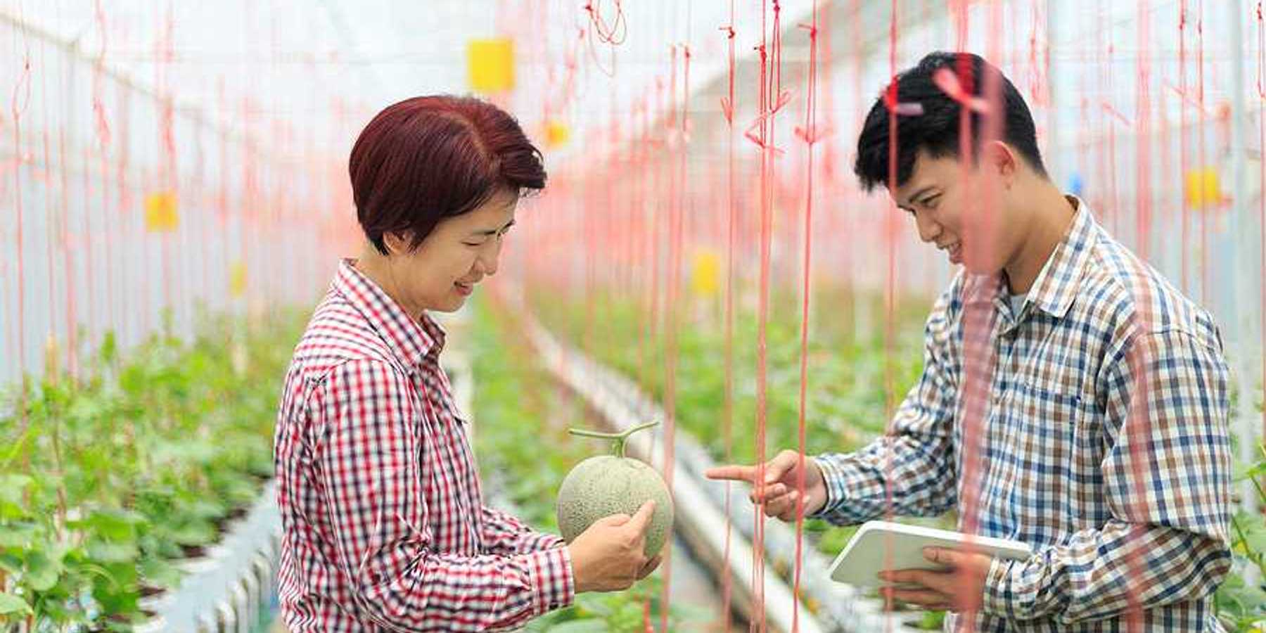 Two Korean farmers looking at a melon in a greenhouse