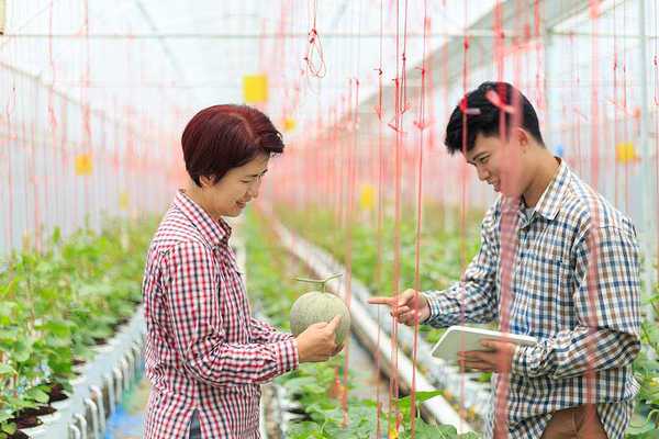 Two Korean farmers looking at a melon in a greenhouse