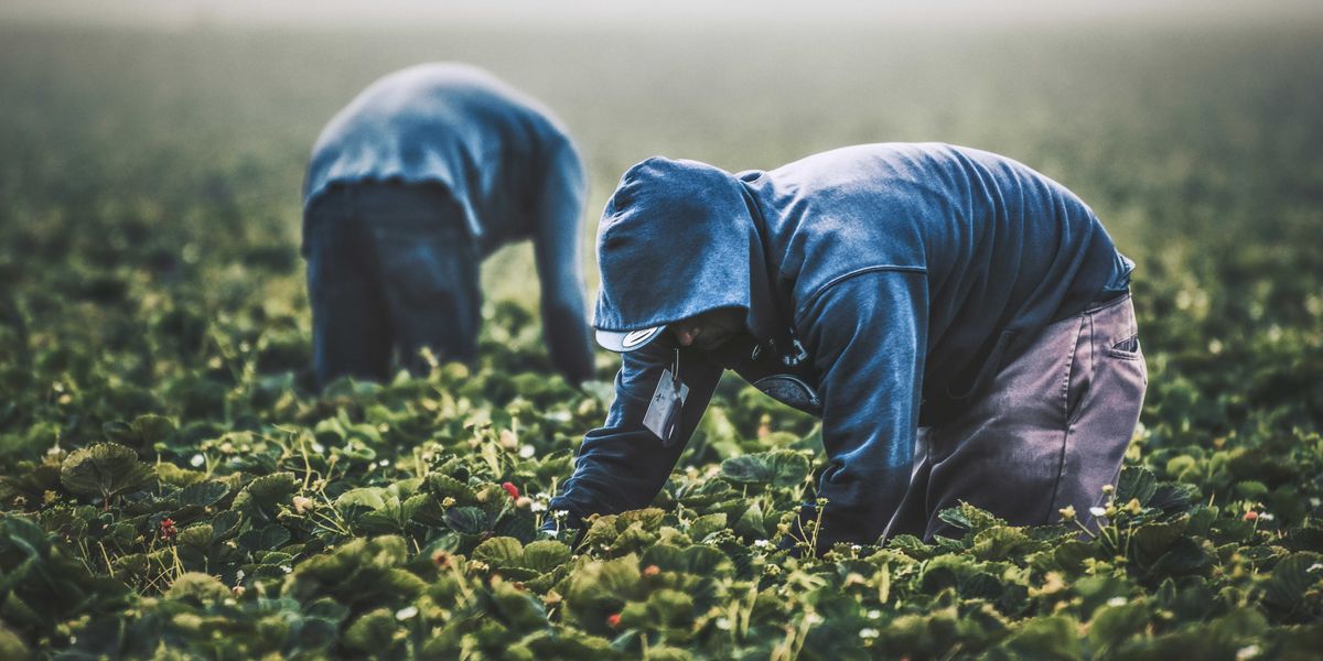 Two men in gray hoodies and blue jeans picking strawberries in a farm field