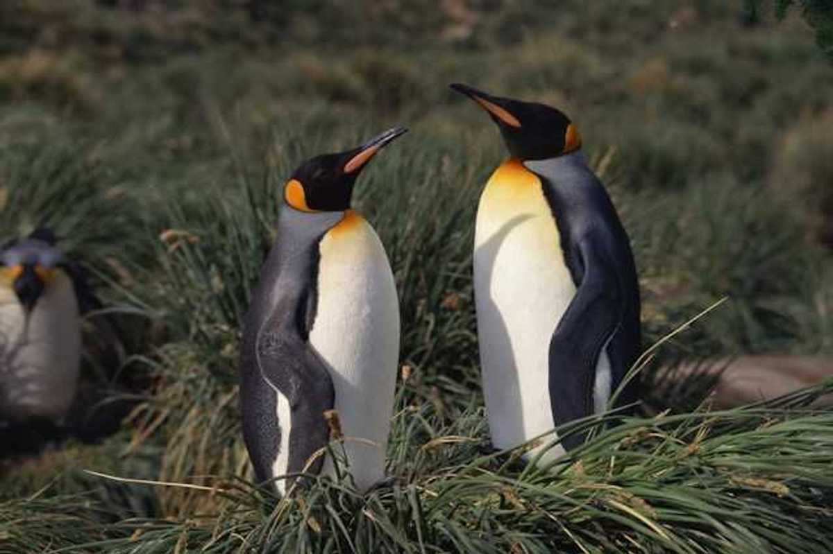 Two penguins facing each other in a grassy area