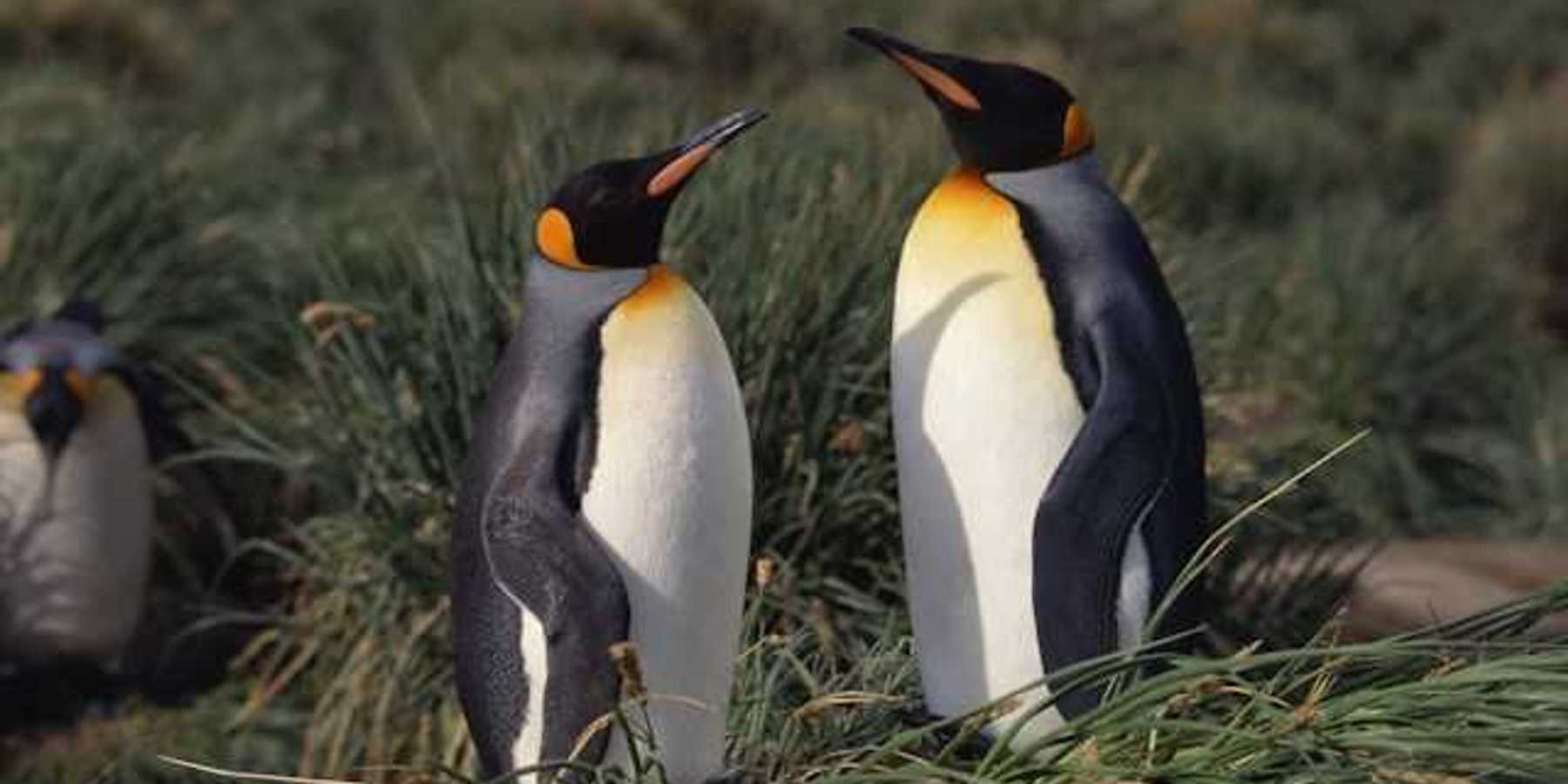 Two penguins facing each other in a grassy area