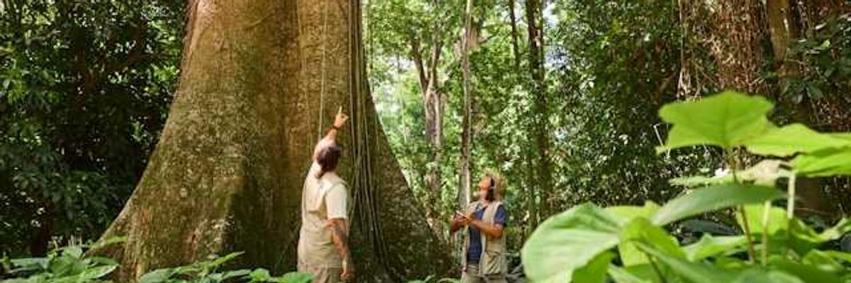 Two people in a rainforest looking up at a tree