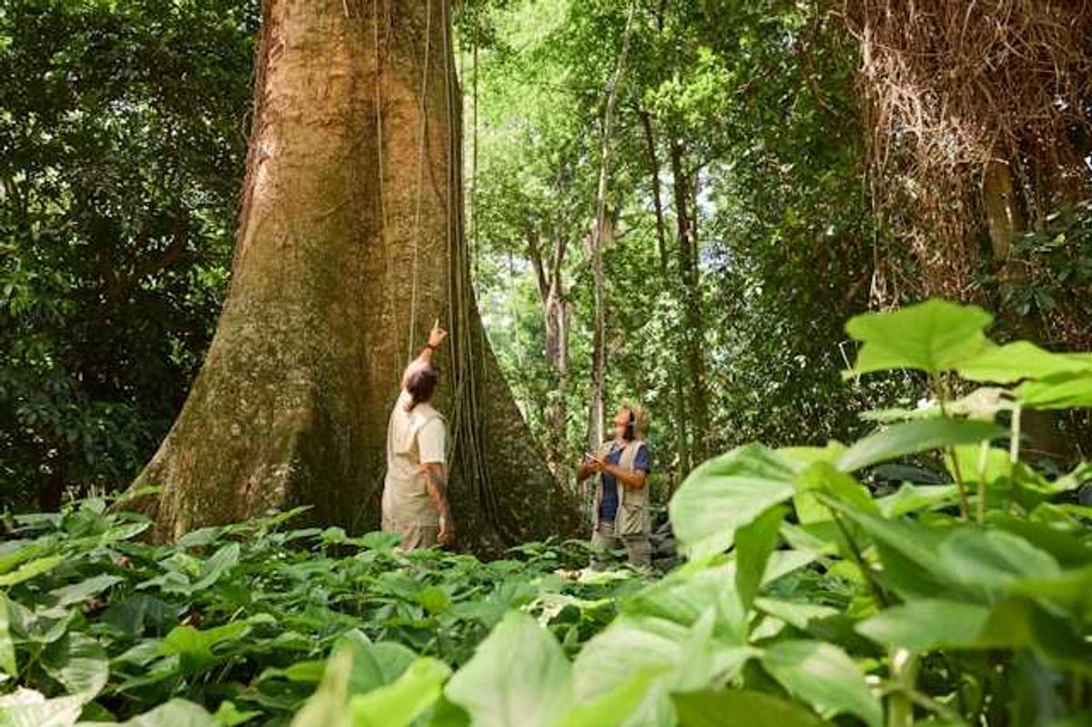 Two people in a rainforest looking up at a tree