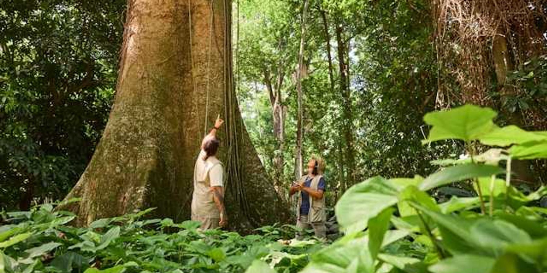 Two people in a rainforest looking up at a tree