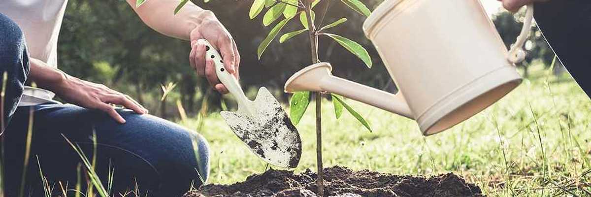Two people planting a tree