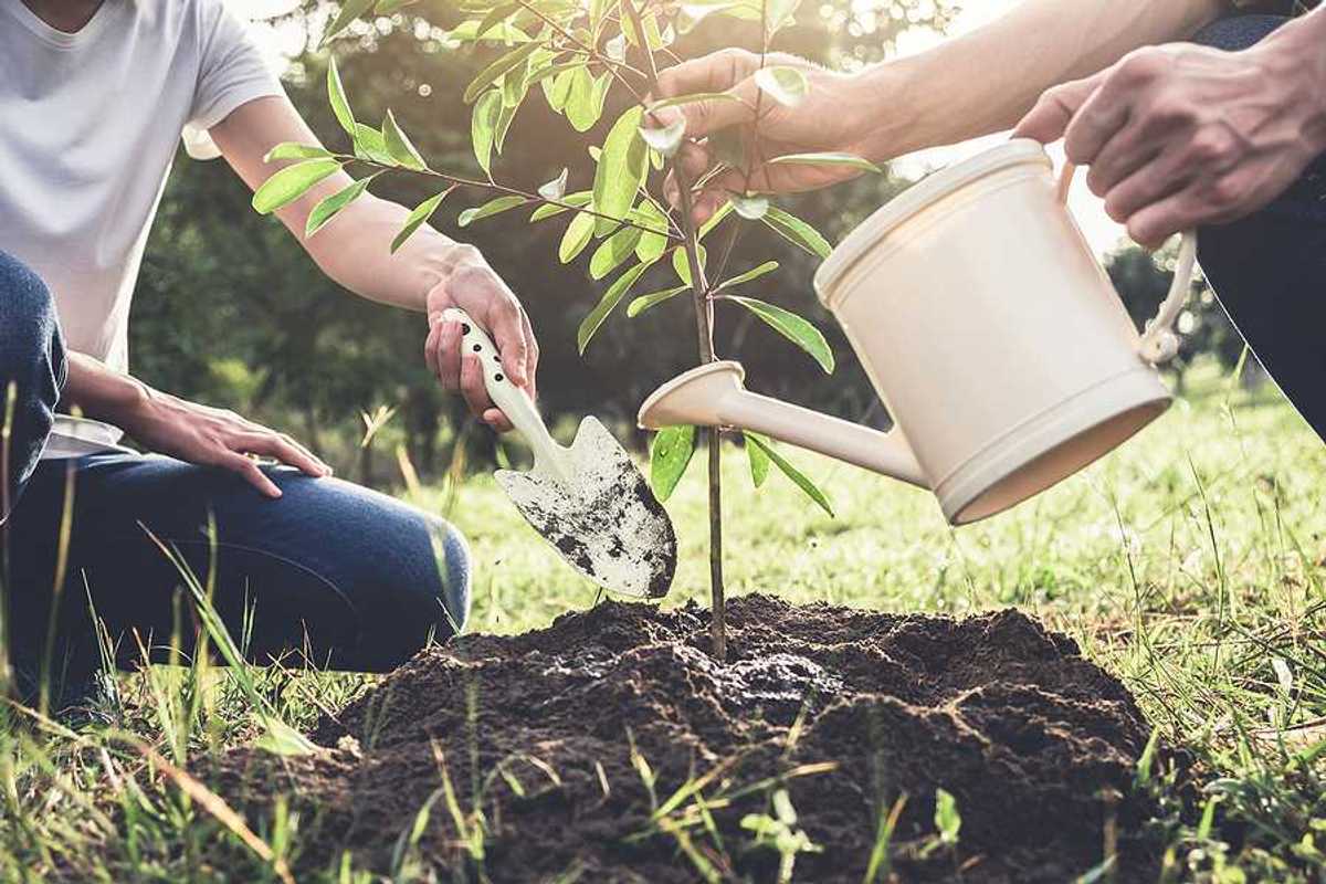 Two people planting a tree