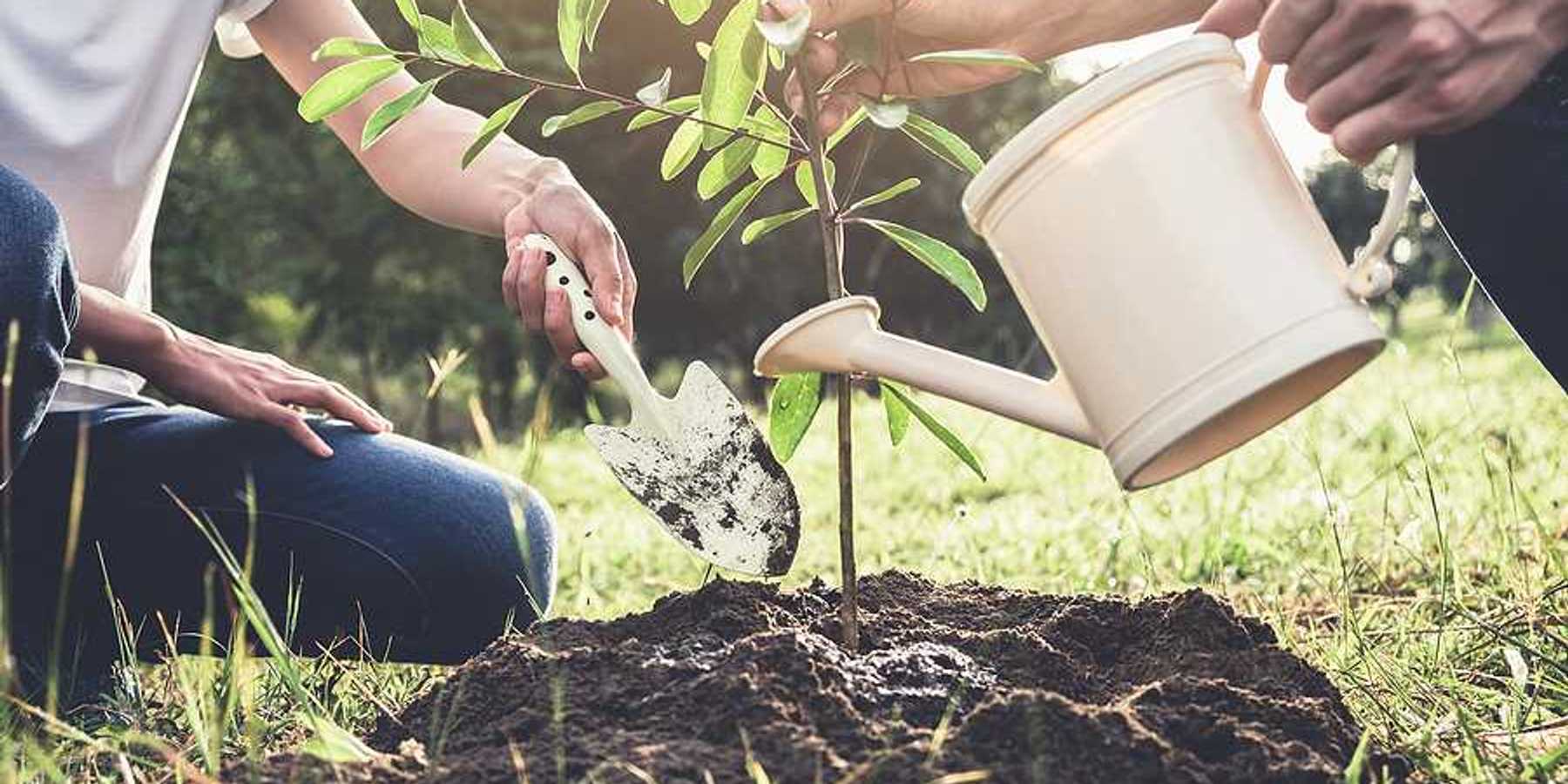 Two people planting a tree