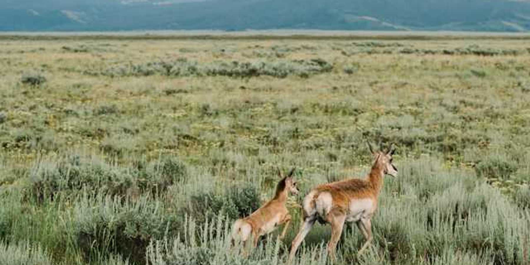 Two pronghorn deer running through a dry environment