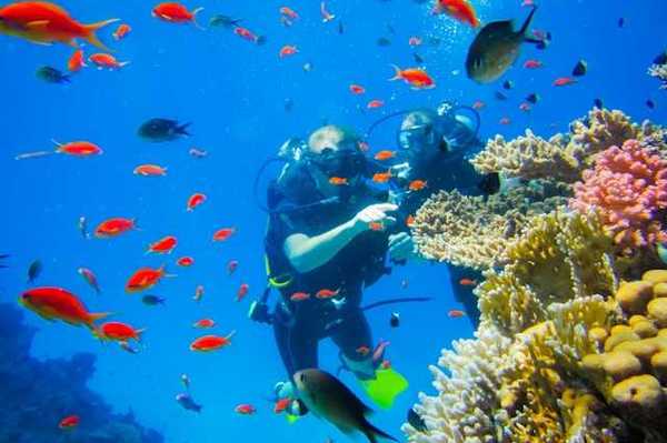 Two scuba divers looking at coral in the ocean