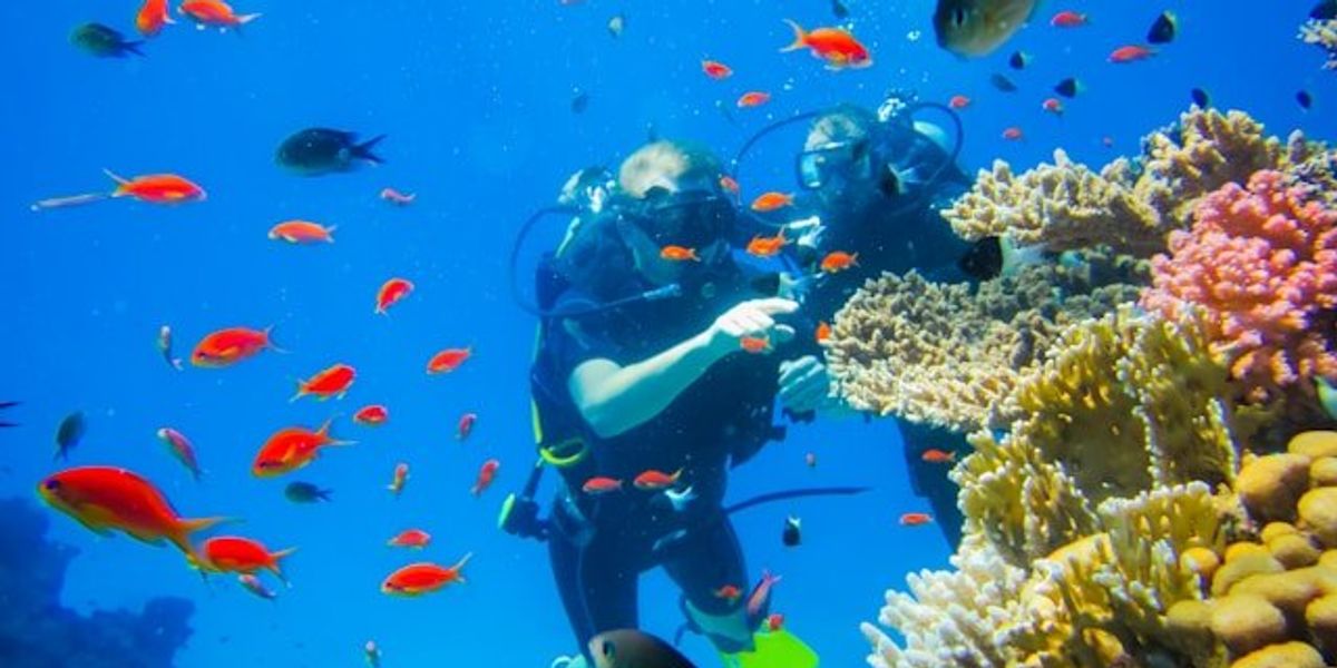 Two scuba divers looking at multicolored coral surrounded by bright orange fish.