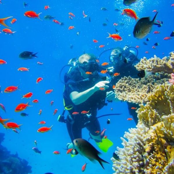 Two scuba divers looking at multicolored coral surrounded by bright orange fish.