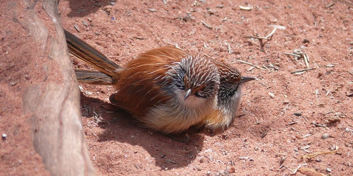 Two small grasswren birds huddled on red dirt on a sunny day.