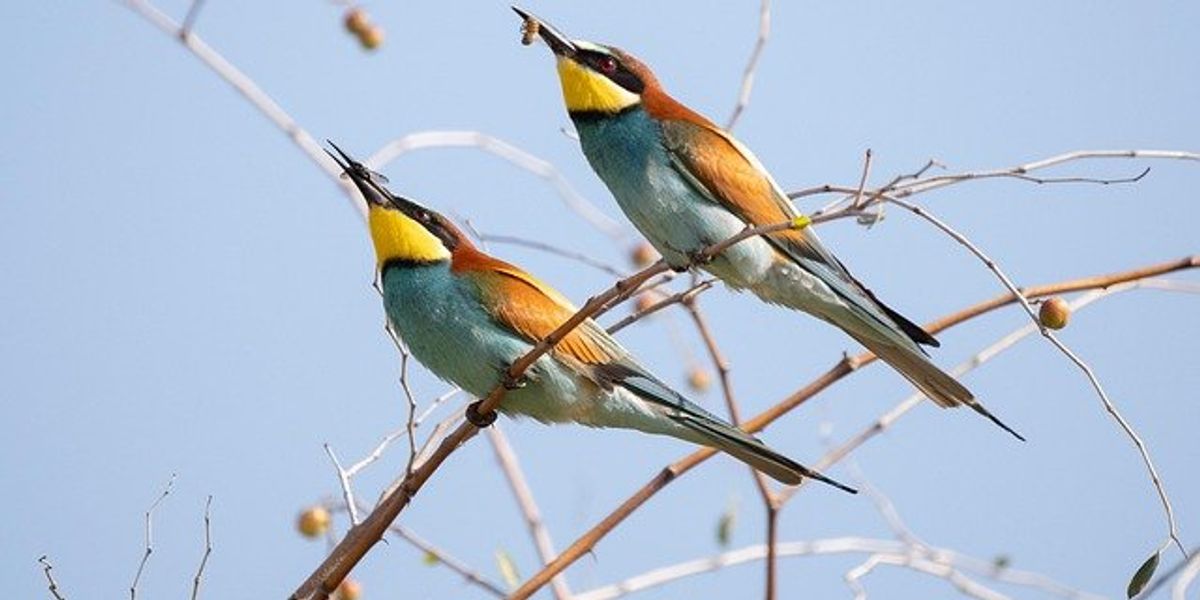 Two songbirds on a tree limb.