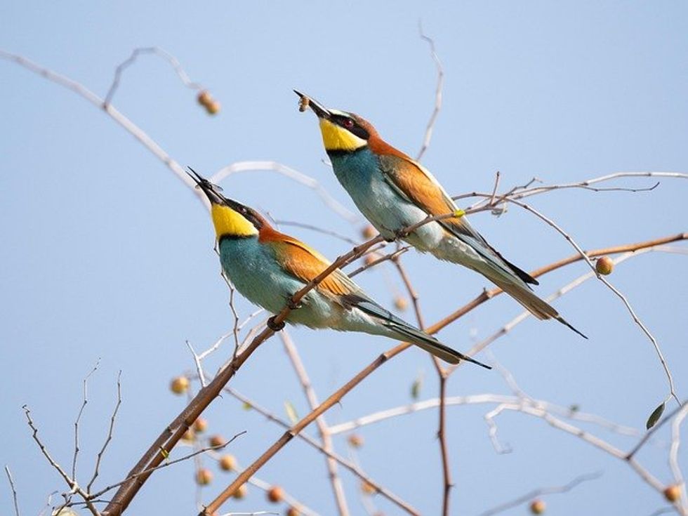 New protections for nature must account for climate risks, scientists say