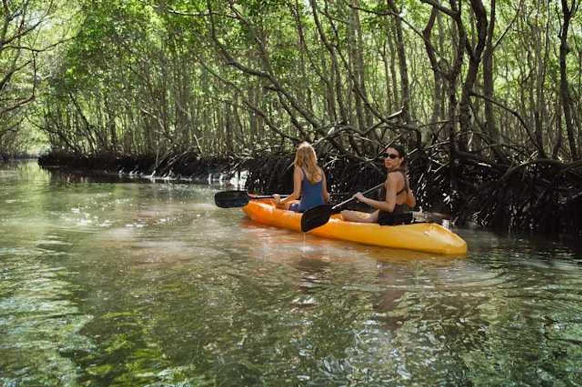 Two women in a kayak floating through a mangrove forest