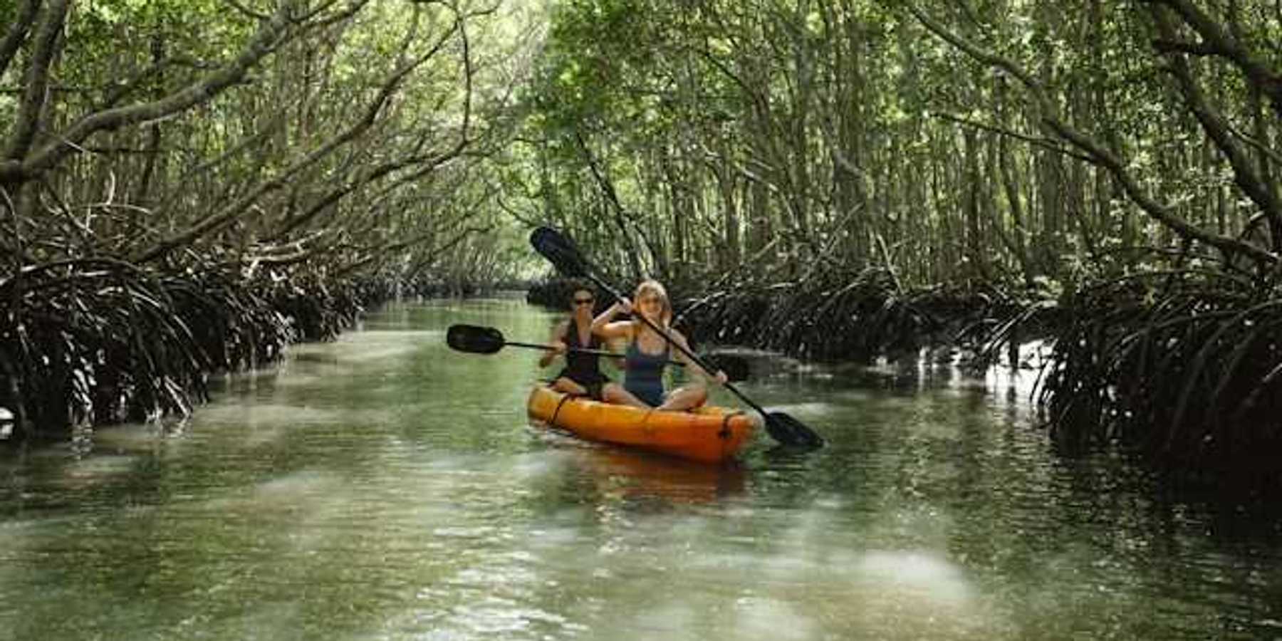 Two women kayaking through a mangrove forest