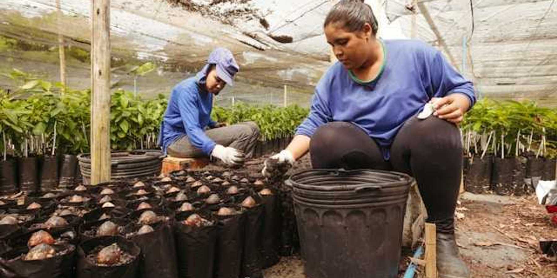 Two women planting cacao seeds in bags under a greenhouse roof