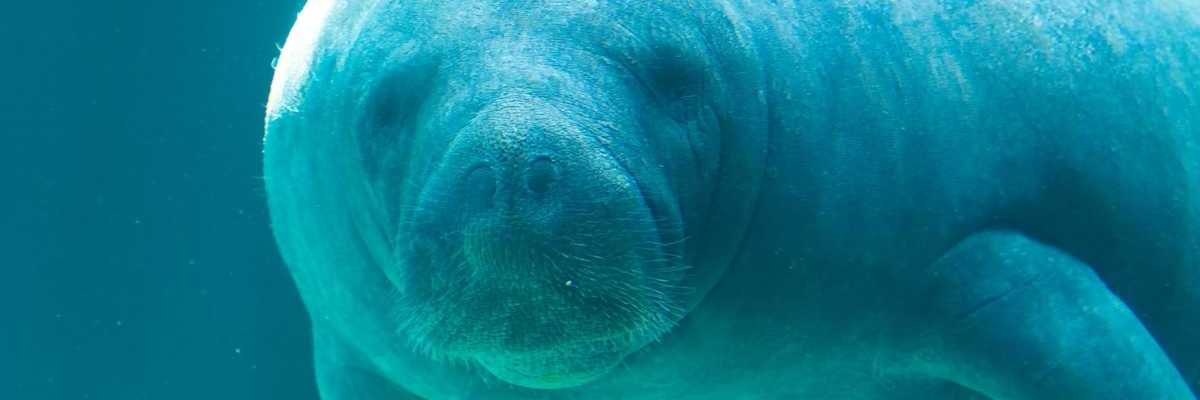 Underwater closeup shot of a manatee