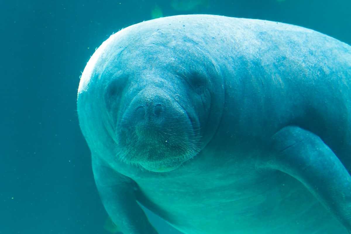 Underwater closeup shot of a manatee