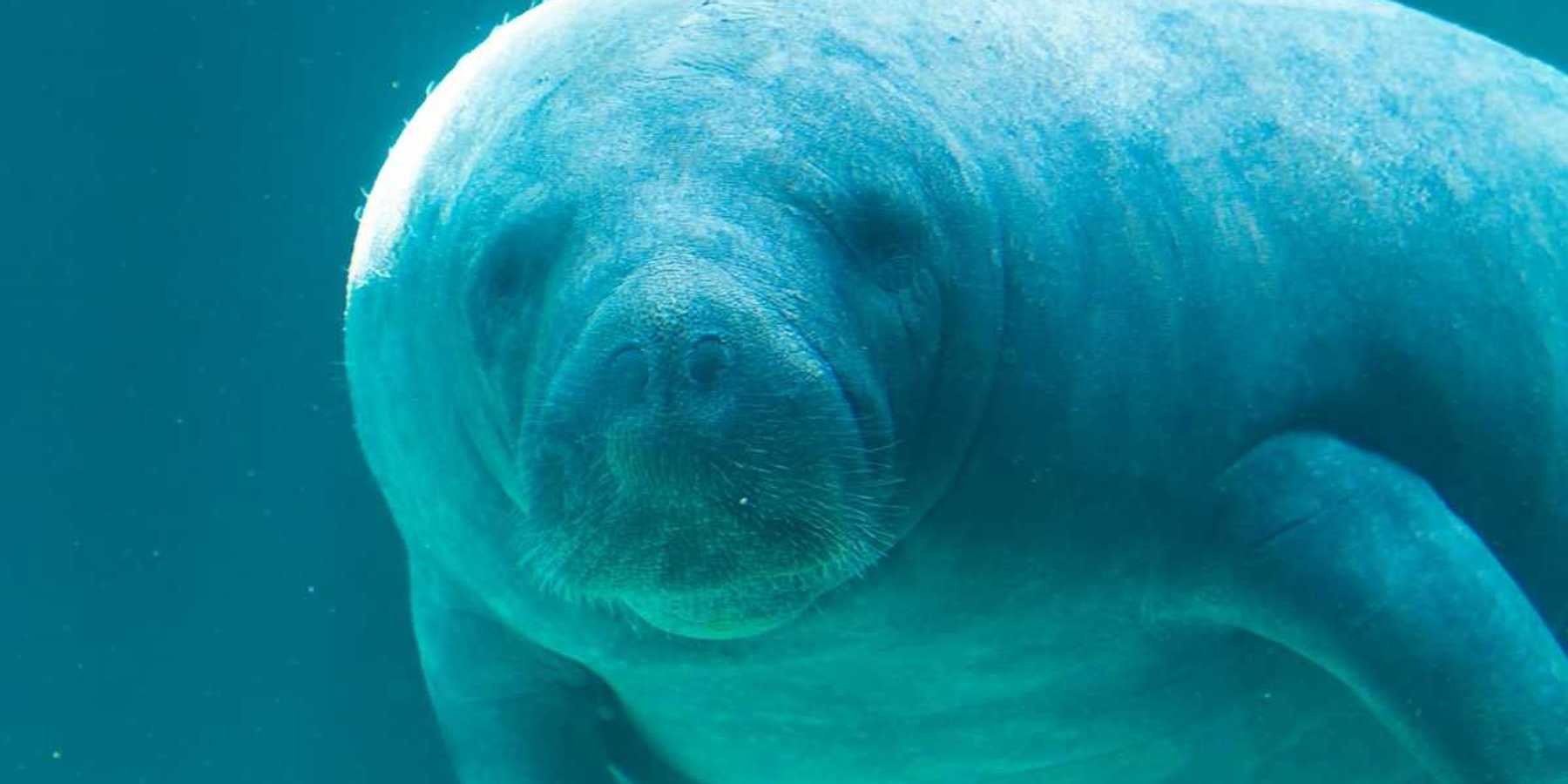 Underwater closeup shot of a manatee