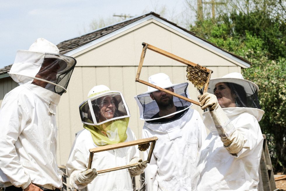 Why urban beekeeping won't help save bees