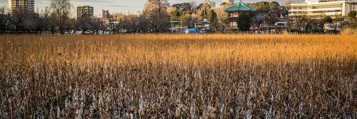 Urban water garden and stormwater resilience and management