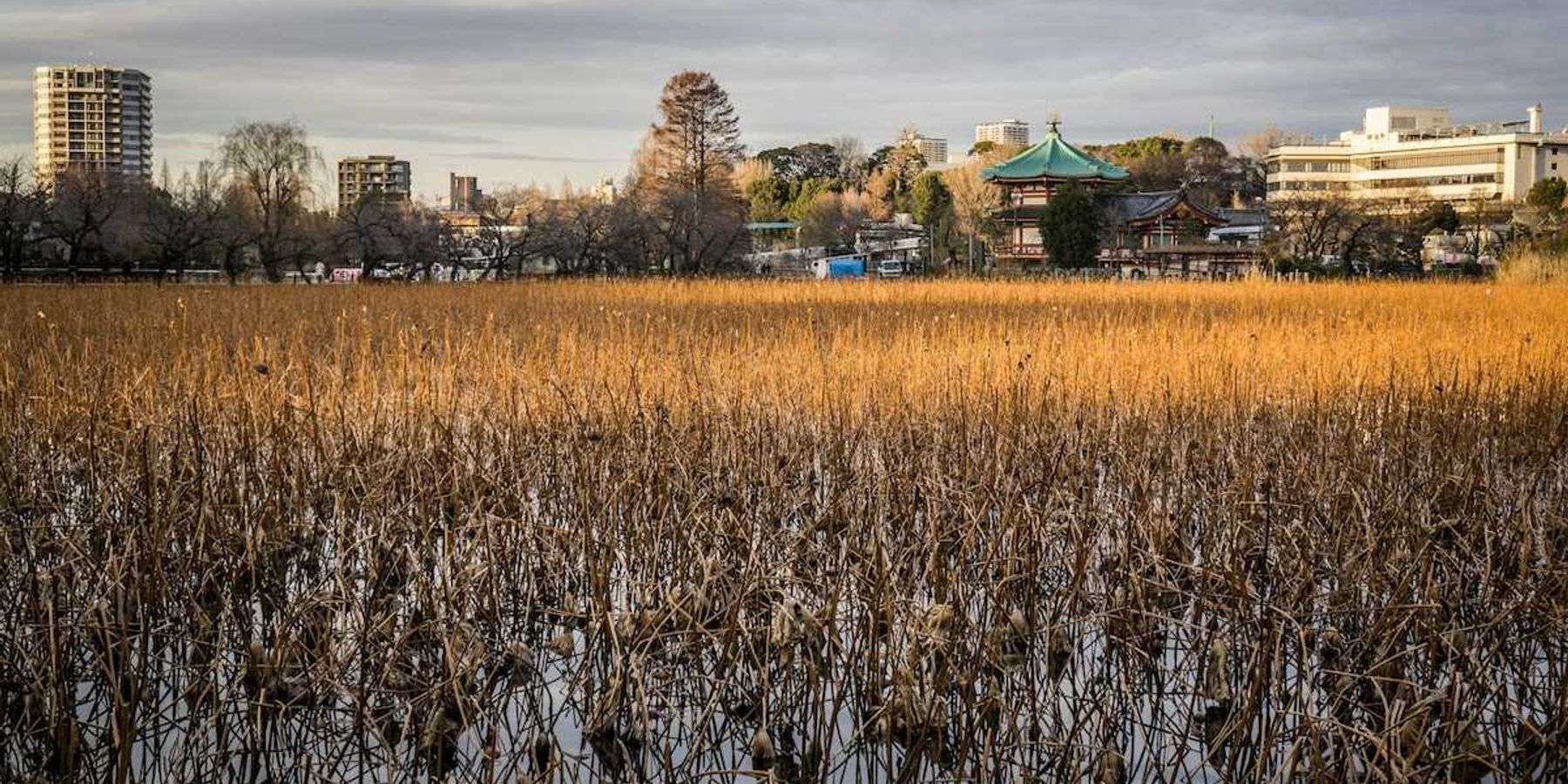 Urban water garden and stormwater resilience and management