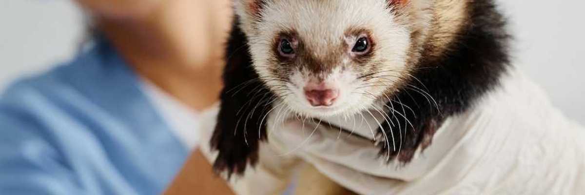Veterinarian in light blue scrubs holding a black-footed ferret