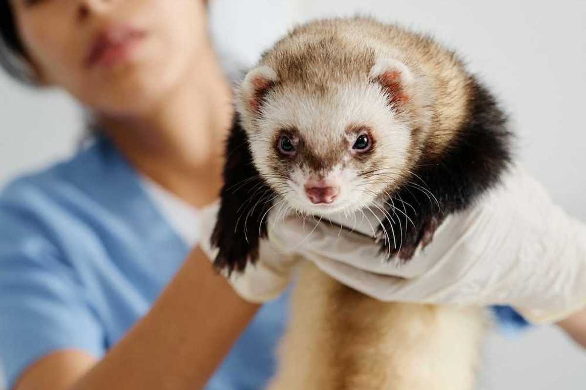 Veterinarian in light blue scrubs holding a black-footed ferret