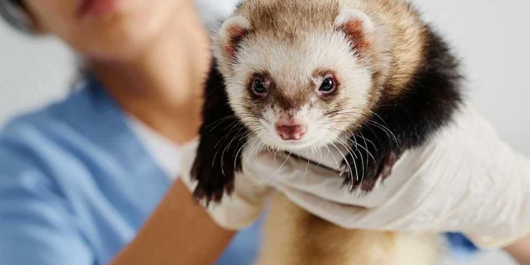 Veterinarian in light blue scrubs holding a black-footed ferret