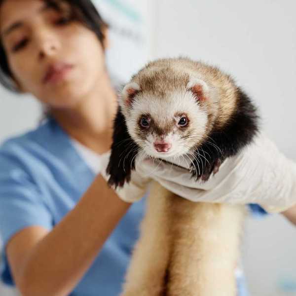 Veterinarian in light blue scrubs holding a black-footed ferret
