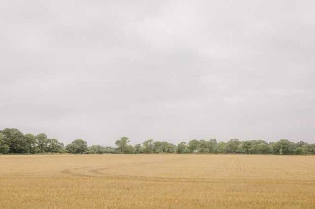 View of a beige farm field with green trees in the background