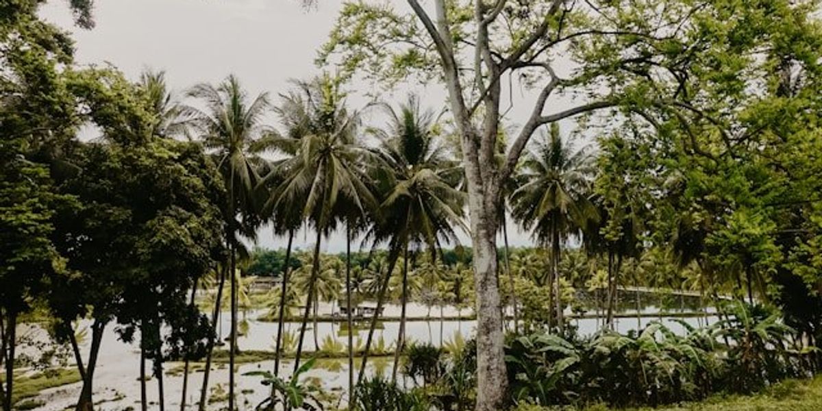 View of a delta river with palm trees in the foreground.