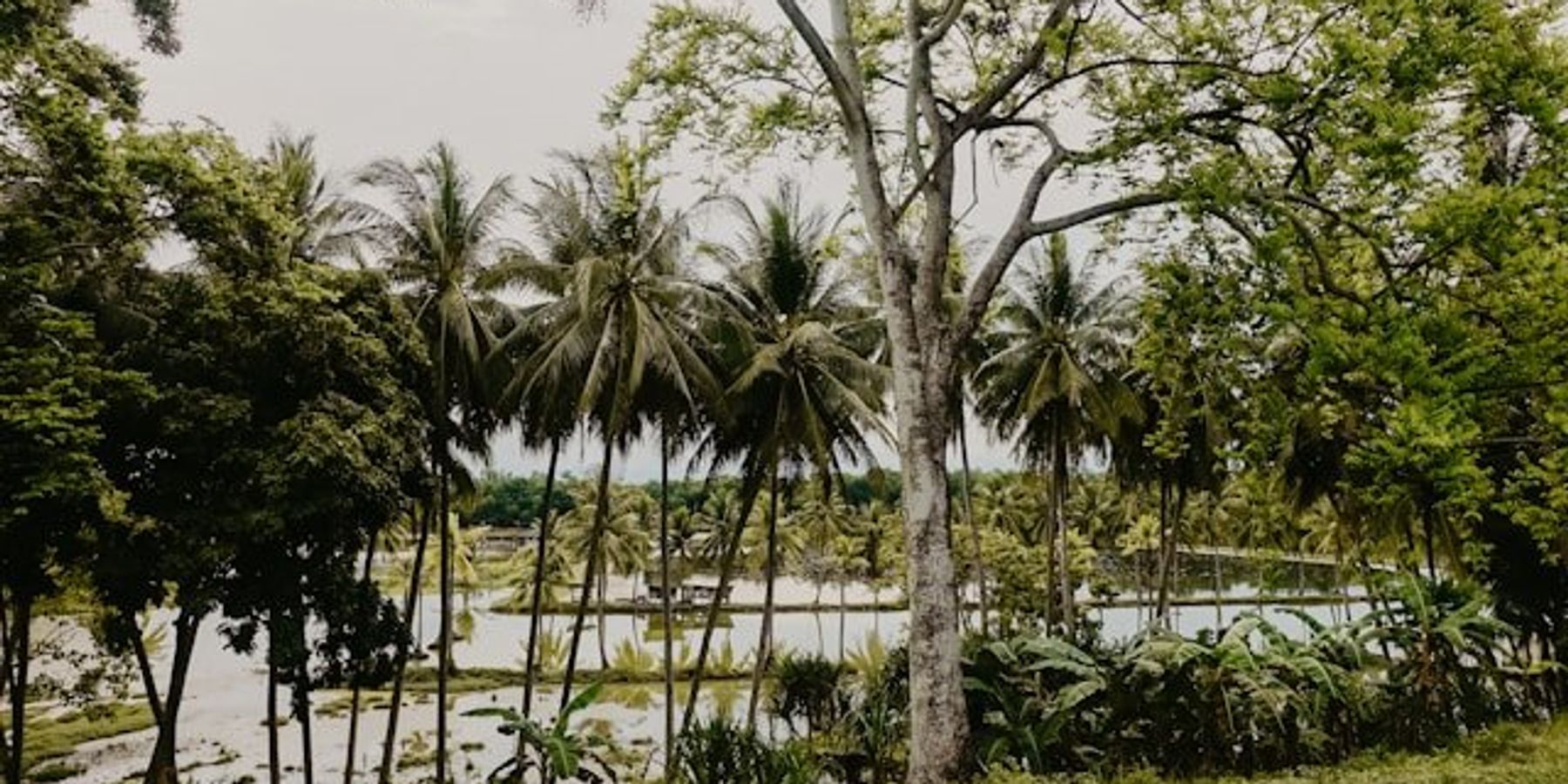 View of a delta river with palm trees in the foreground.