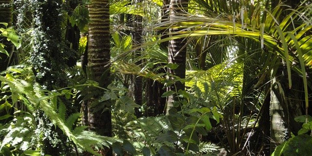View of lush rainforest.