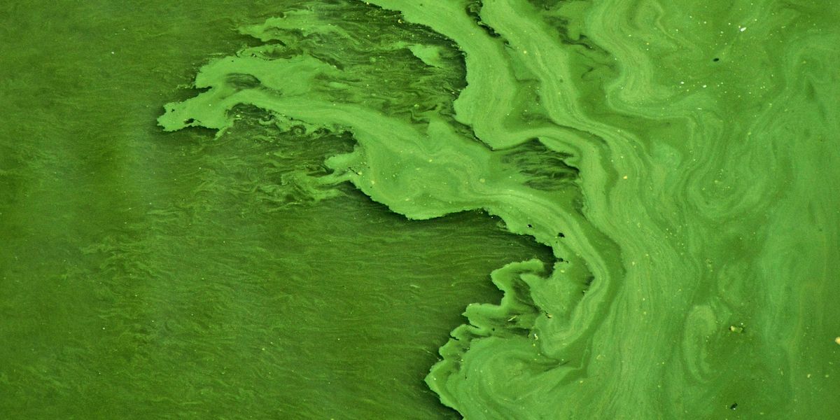 Water with a green toxic algae bloom.