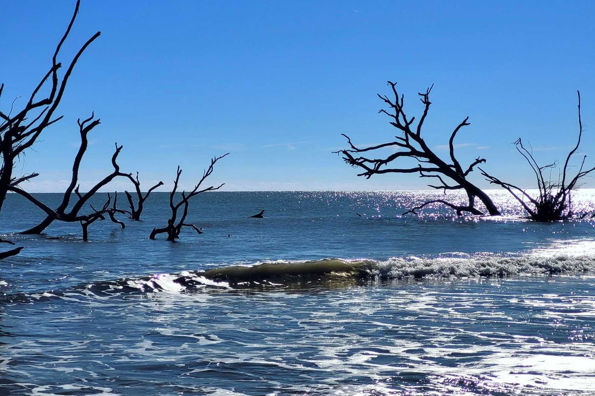 Waves covering dead trees