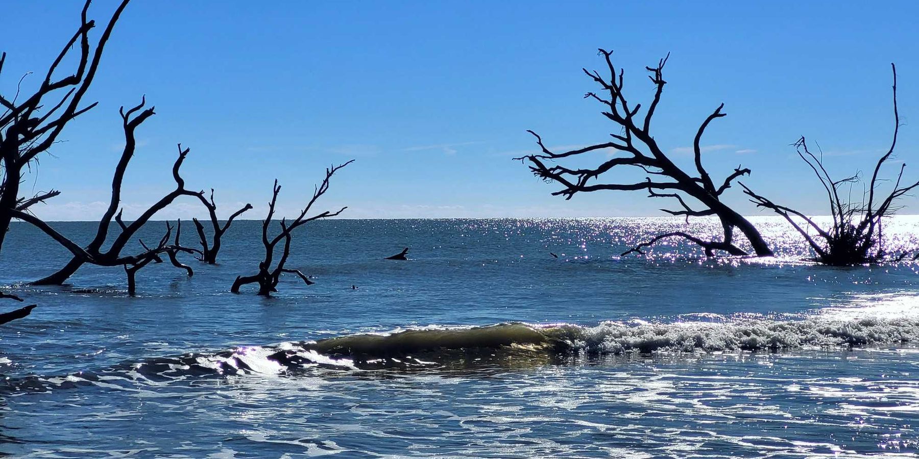 Waves covering dead trees