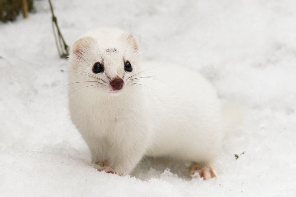 Weasel winter