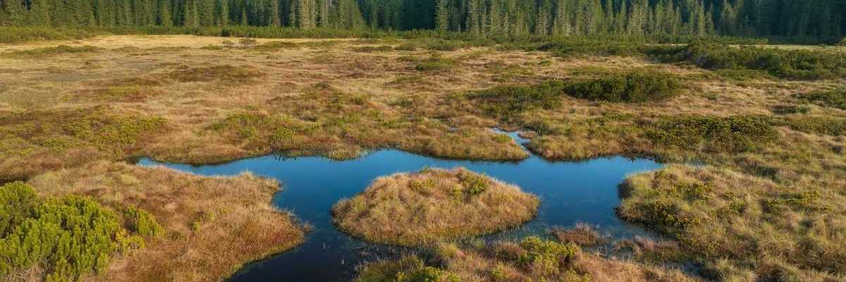 Wetland with small seasonal pond in middle and bordered by a coniferous forest