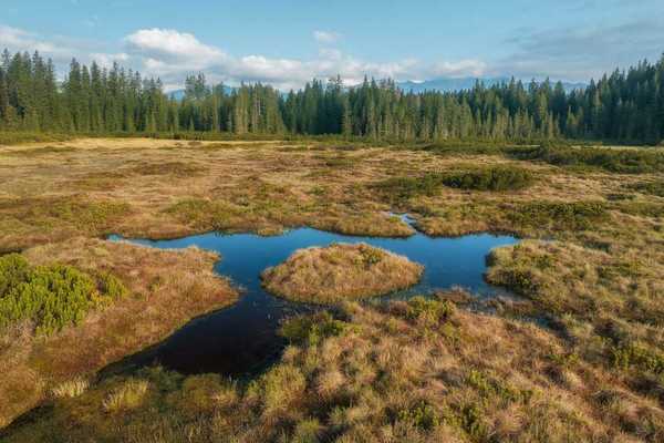 Wetland with small seasonal pond in middle and bordered by a coniferous forest