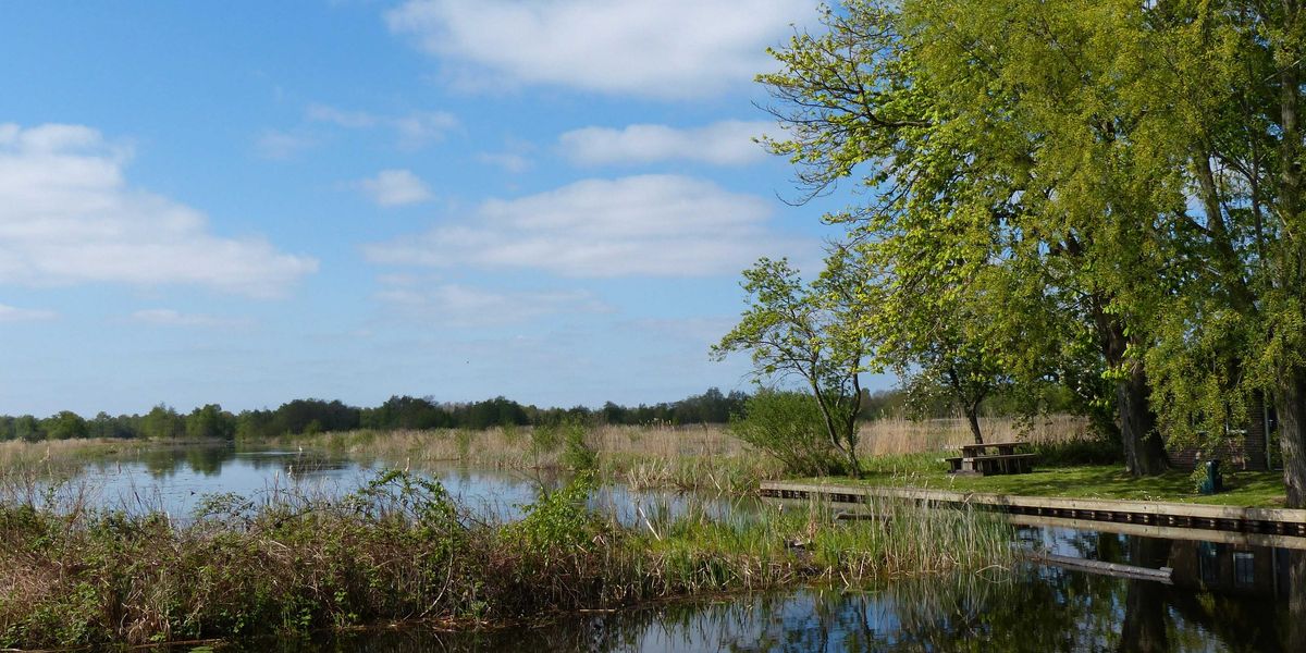 Wetlands with green trees, fields and cloud dotted sky.