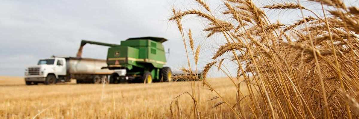 Wheat harvest in process. Wheat combine filling a truck and unharvested wheat in the foreground.