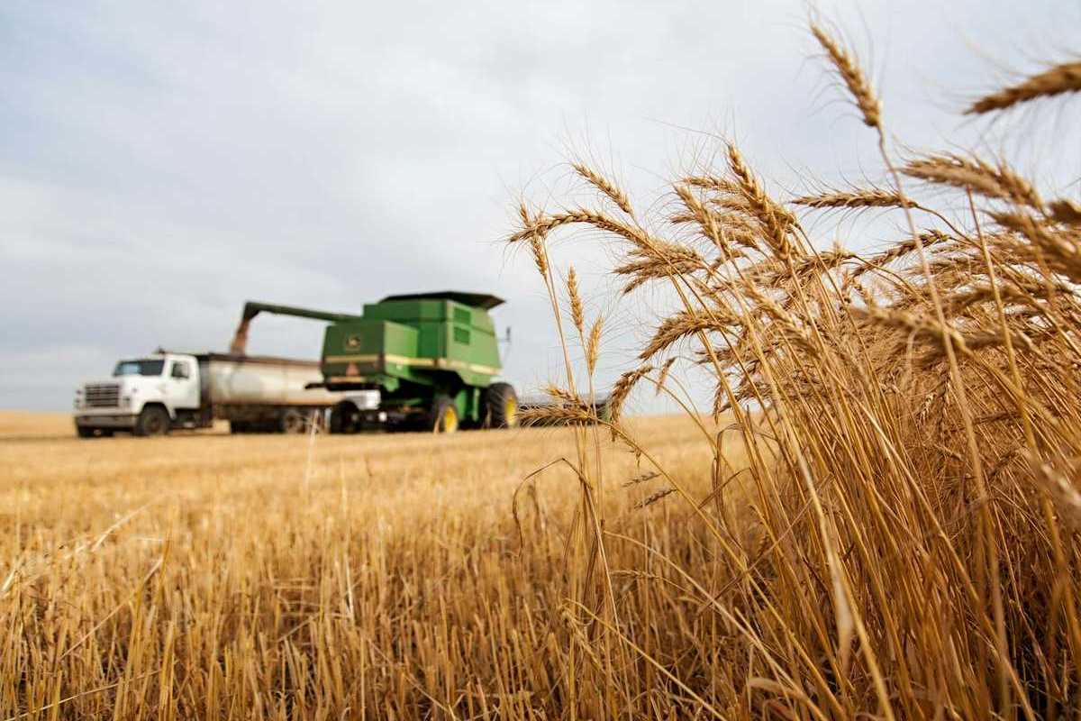 Wheat harvest in process. Wheat combine filling a truck and unharvested wheat in the foreground.
