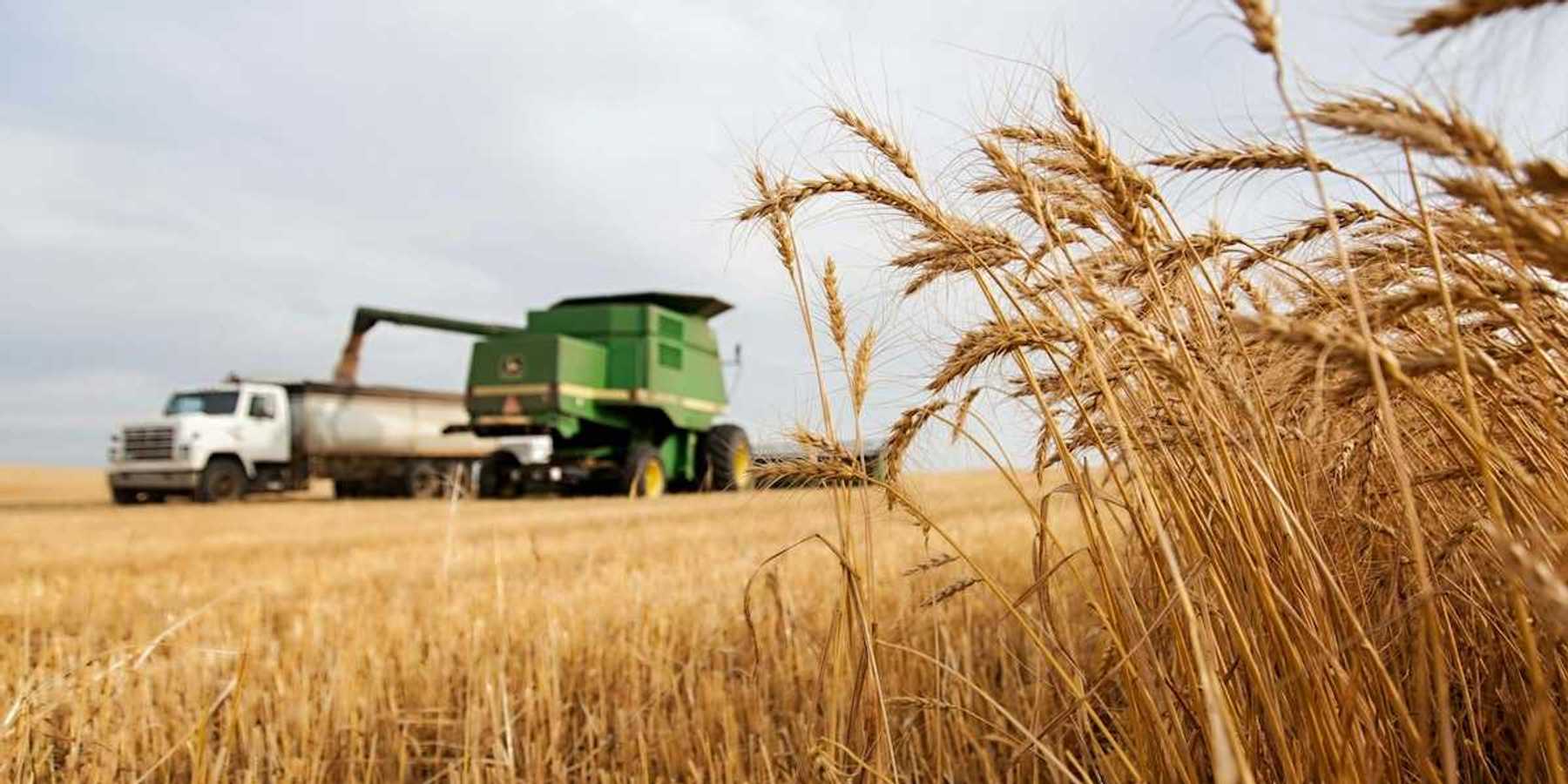Wheat harvest in process. Wheat combine filling a truck and unharvested wheat in the foreground.