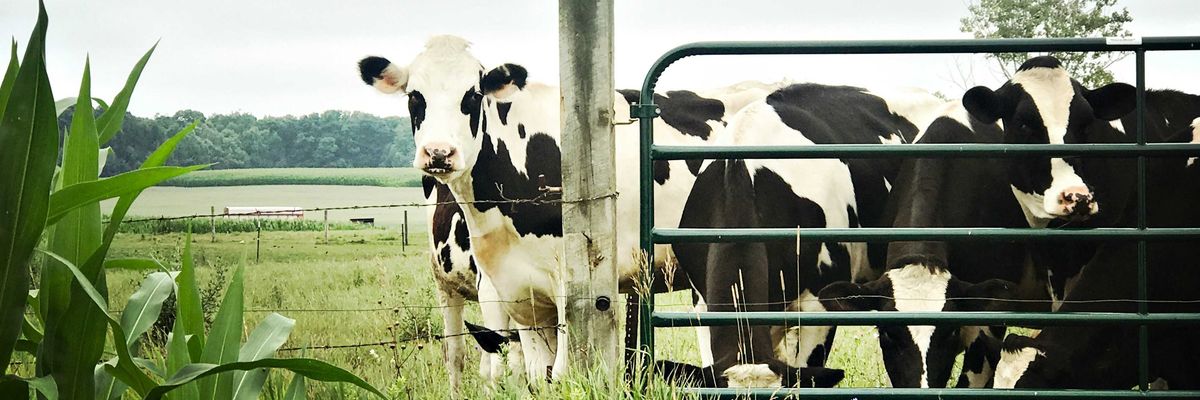 white and black cow on green grass field during daytime