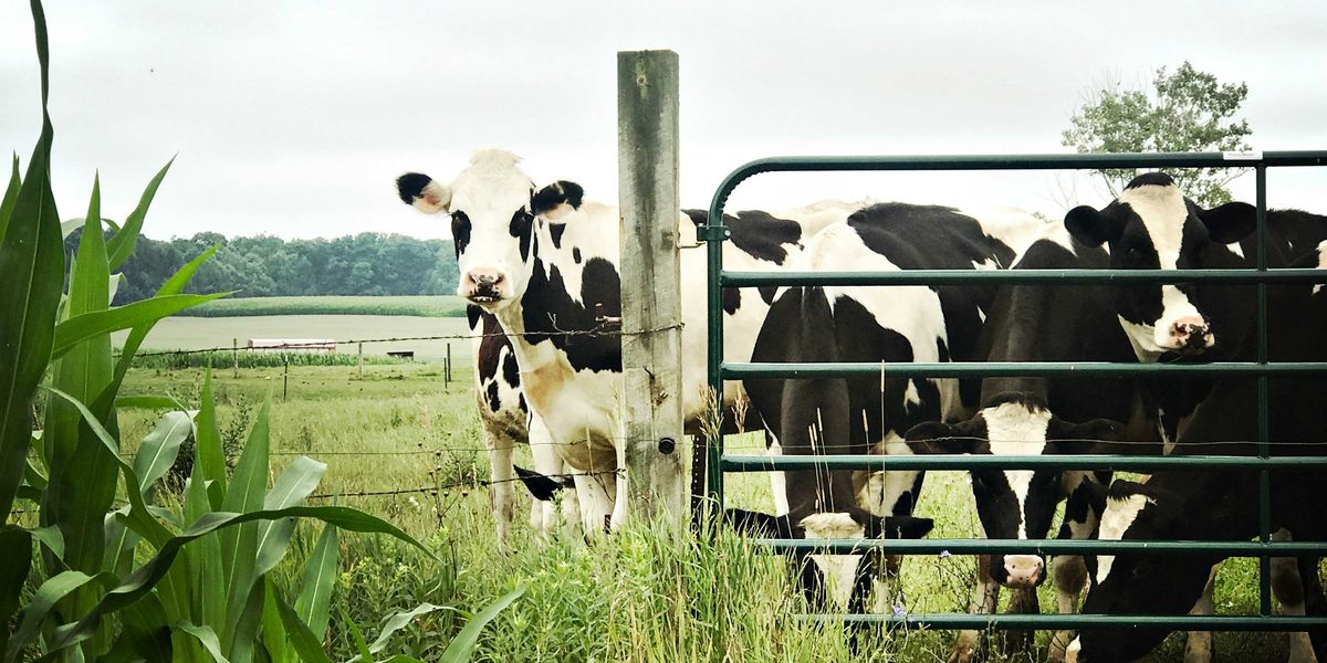 white and black cow on green grass field during daytime
