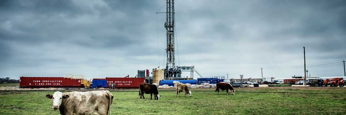 white cattle on green grass at daytime with fracking well in background.