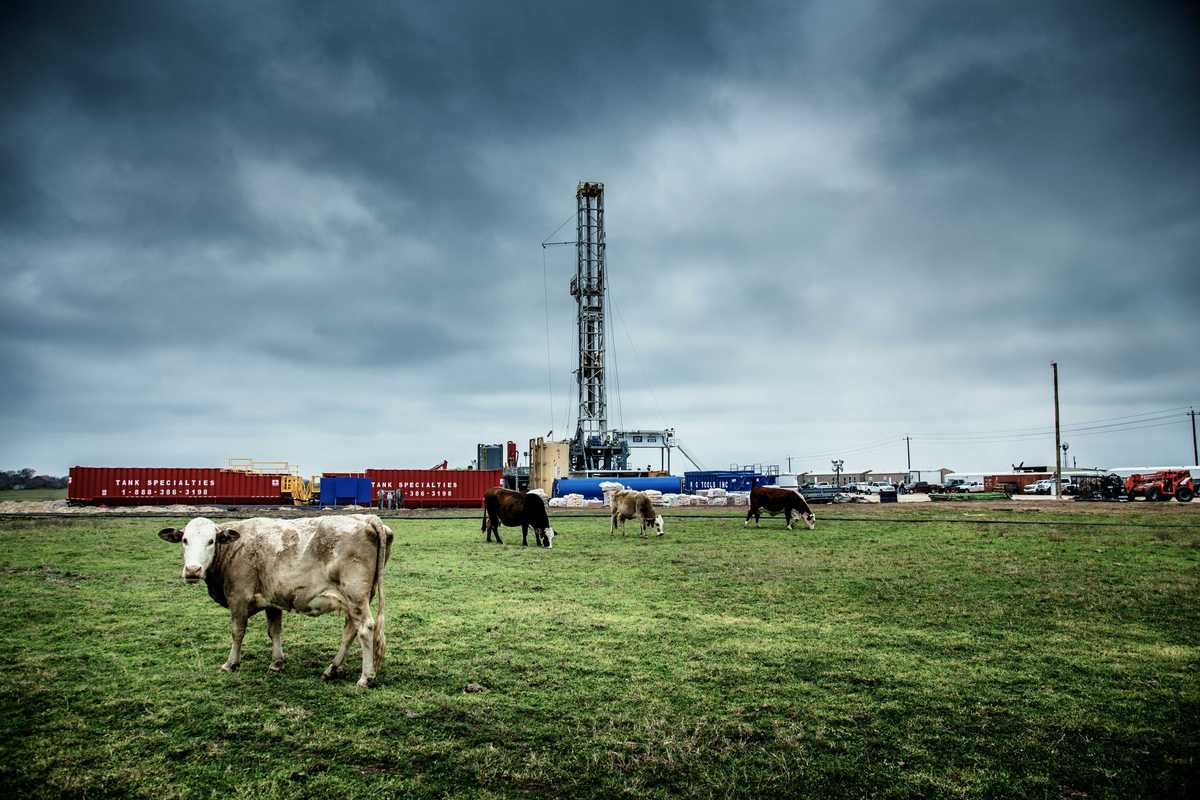 white cattle on green grass at daytime with fracking well in background.